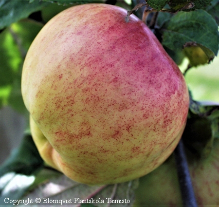 Malus domestica 'Antonovka Safrannoje', omenapuu